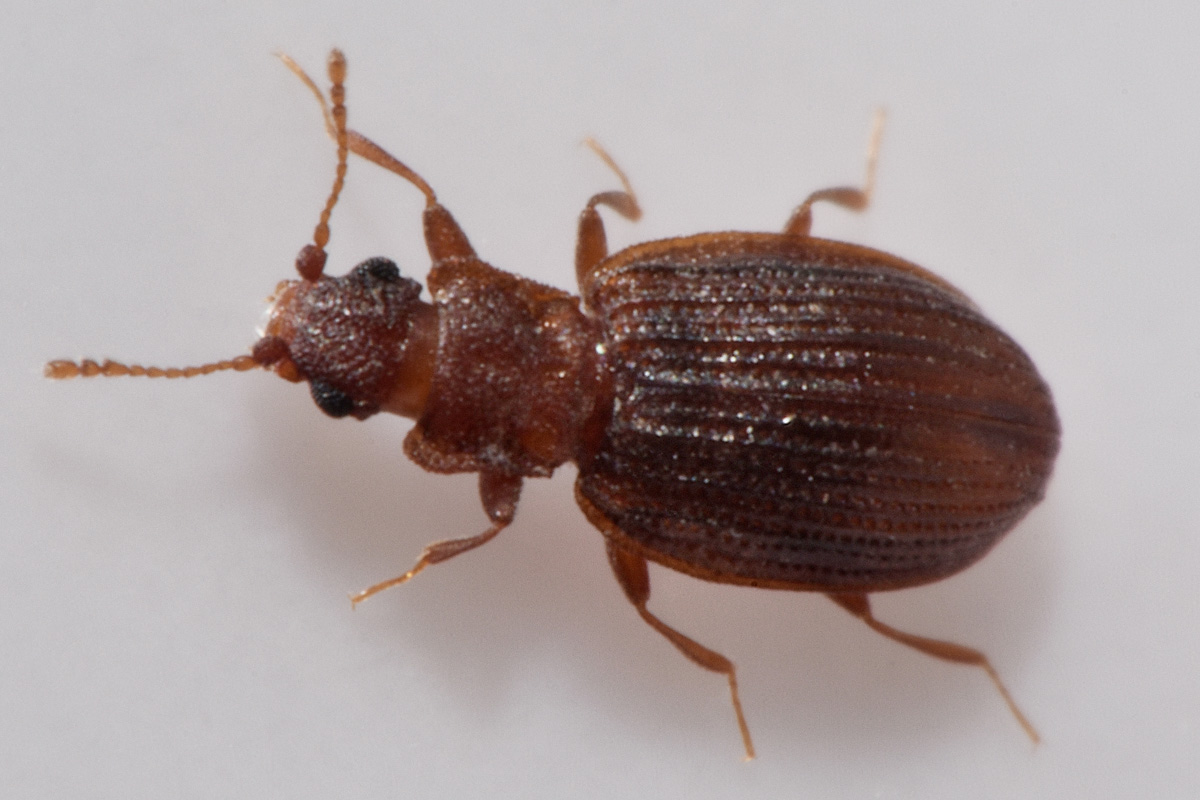 Latridiidae: Stephostethus sp?